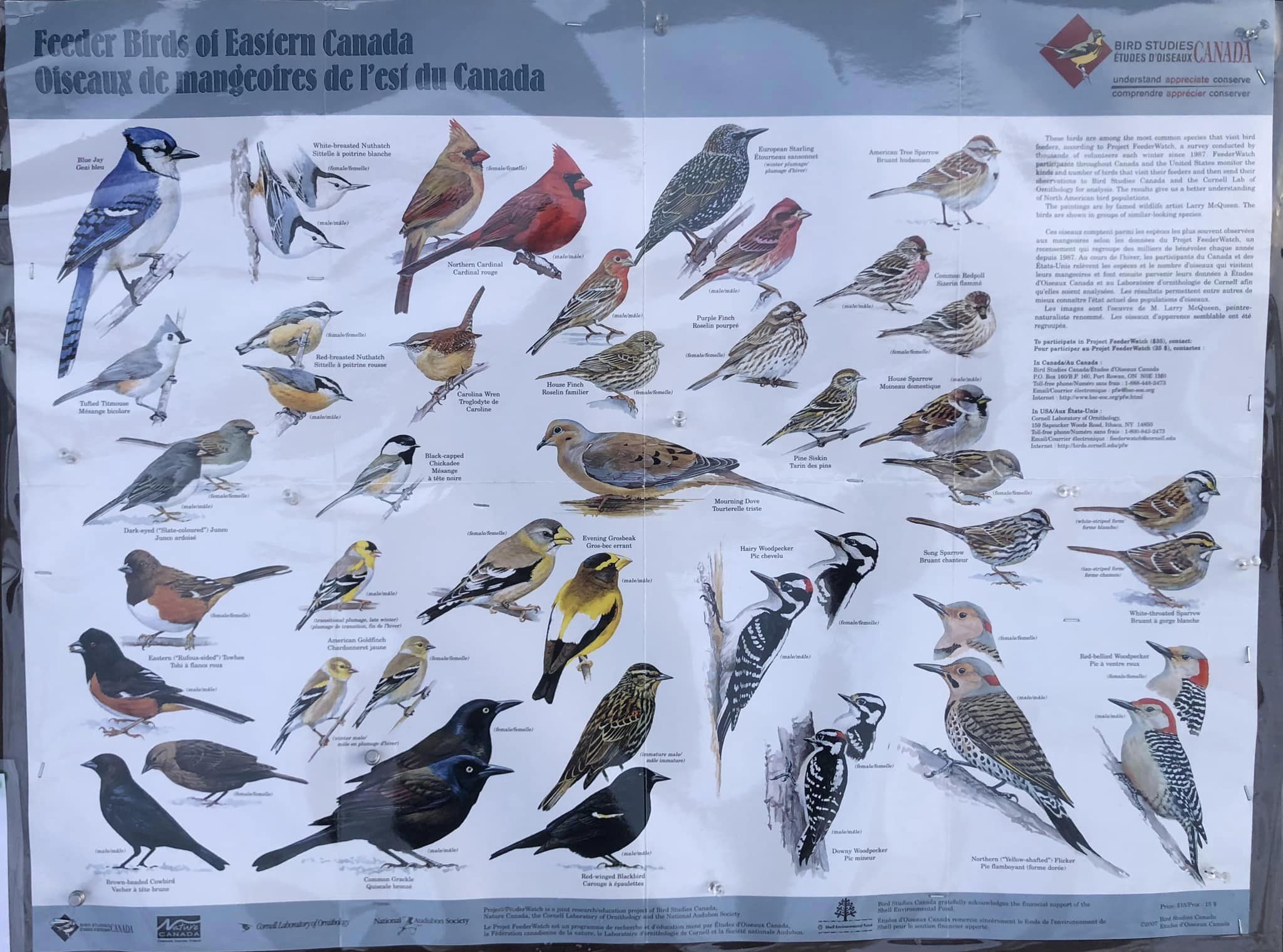 birds list chart