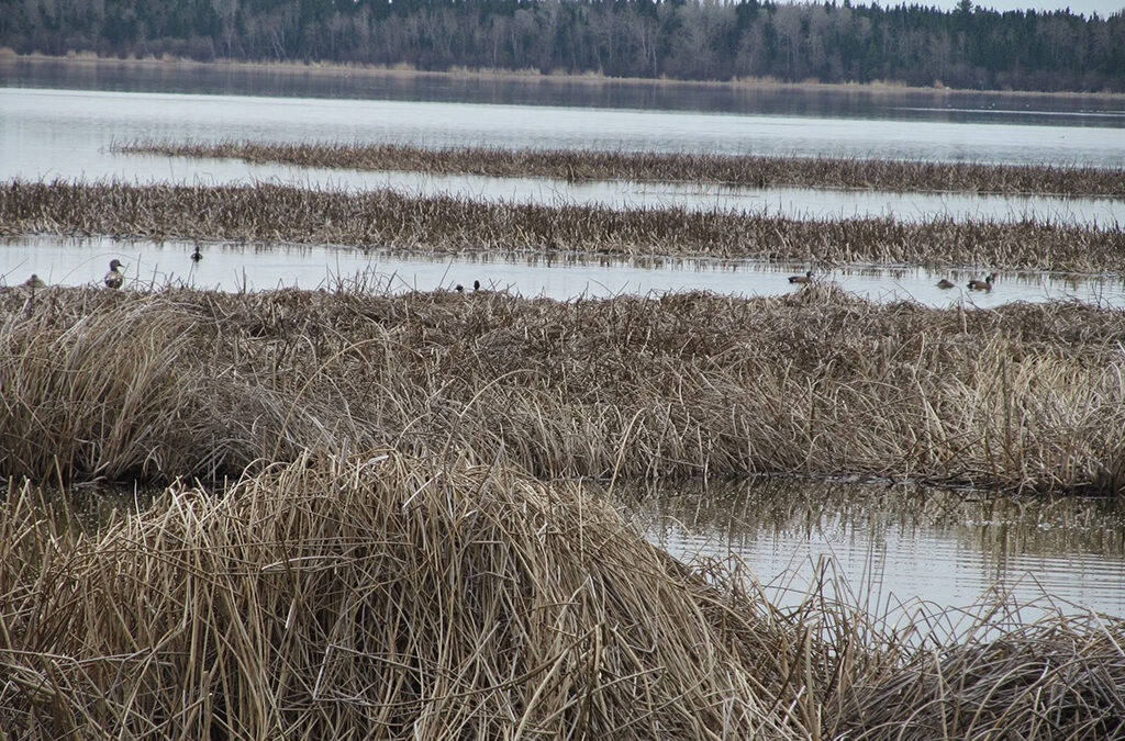 Our Birding Walks Are a Hit!