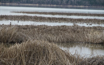 Our Birding Walks Are a Hit!
