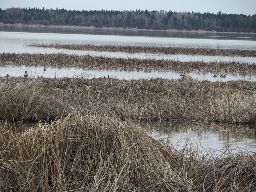 Various birds on the water in spring at Grace Lake
